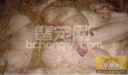 健仔转到保育舍后消瘦成病弱仔，很可能是因为这样！