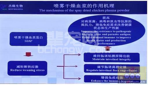 喷雾干燥鸡血浆蛋白粉对断奶仔猪肠道屏障功能和免疫状态的影响