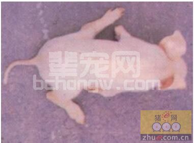 仔猪不停的抖动，死亡率还高，教你一招！
