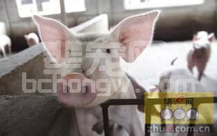如何确保猪场第一道防线的安全与稳固：消毒方案分享