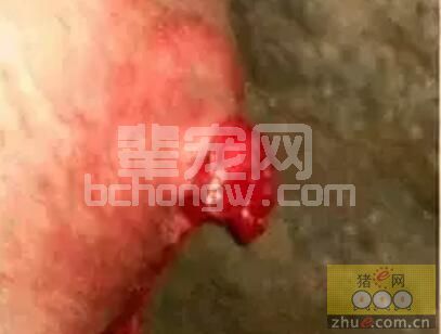民间高手有高招：小猪脱肛不用缝针真的行！！