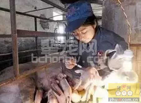 缺铁性贫血引起的腹泻，生长速度减慢极为常见，仔猪冬春补铁技巧有哪些？