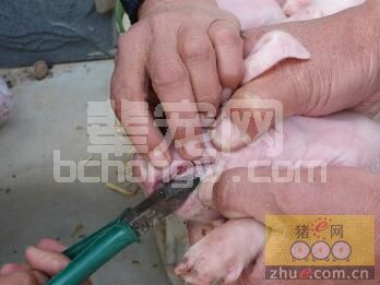快看看我们的仔猪到底应该怎样断牙？