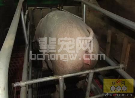 养猪的学问大着哩！母猪临产时，必须注意的事项！