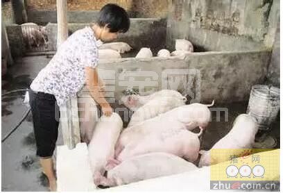 点点说到养猪人的心里，看完再反思吧！细谈“家庭养猪致命弱点”