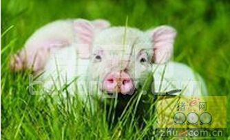 配种后减少胚胎死亡的几点措施