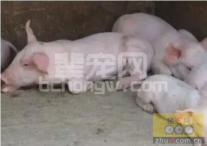 养猪人需要记在心里的81条养猪经验 值得永远细读、收藏！