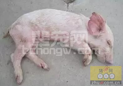 为什么他们的仔猪死亡率这么低？原来是这样做的……