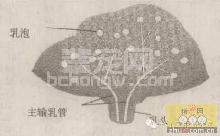 养猪人一定要知道母猪乳腺发育的3阶段!