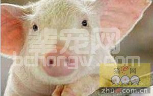营养因素对猪繁殖性能的影响
