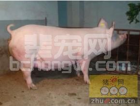这样才能挑到“好”的后备母猪！