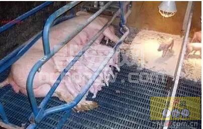 产房里经常遇到哺乳母猪乳汁不足，教你一首搞定它！