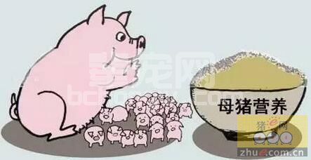 产房母猪怀孕后期增加能量、蛋白质浓度，增加饲喂量进行攻胎正确与否？