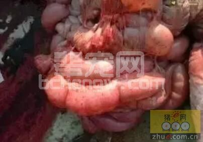 饲料霉菌毒素的污染问题及应对方案