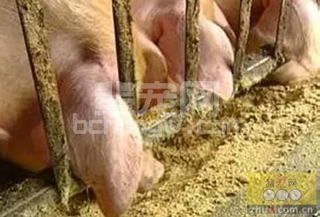 养殖场在选购饲料总想买到好的饲料，养猪人再选购饲料应注意哪些方面?