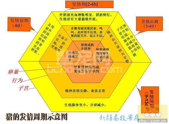 猪的发情周期示意图：配种员不可多得的必备参考资料！