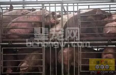 我国养猪业发展受限的三大原因是什么？如何养猪更高效?