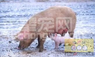 怀孕母猪“限饲不当”影响母猪后继繁殖性能