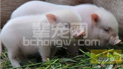 为什么要给仔猪补铁？怎么做？