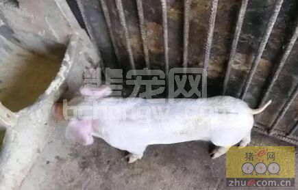 断奶仔猪为什么容易发生腹泻呢？分析母猪转走时常常会发生什么？