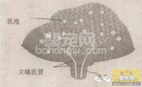 养母猪一定要知道的母猪乳腺发育3阶段......