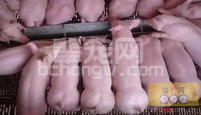 经验告诉您，仔猪何时断奶增重最快！21？28？还是35日龄？