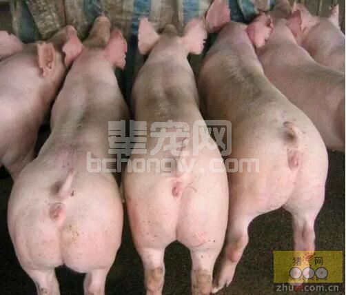 探索养猪“秘诀"，汇总公布后备母猪达到最佳配种效果诀窍