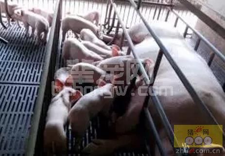 虽不是个新病，搞得养猪人都模模糊糊，对母猪繁殖障碍综合征您了解多少呢？