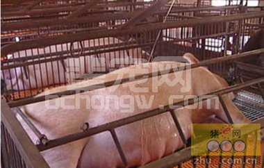 6种母猪需要更新换代淘汰，快查查你栏里有没有？