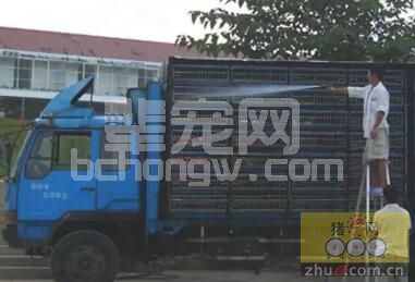 猪价越好，我们的防护工作越要谨慎