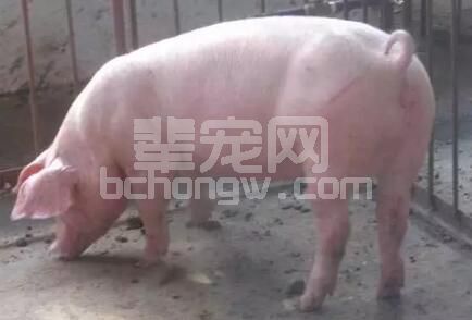 断奶至配种时间间隔对养猪生产成绩的影响
