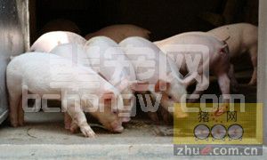 如何更好控制流水式猪场复杂的保育猪病