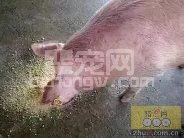 颗粒料和粉料到底哪一个更适合母猪使用呢？原因何在？