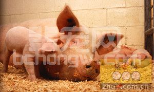 母猪分娩时该如何铺草保护仔猪？来看看英国的做法