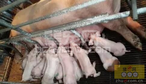 初乳的功能以及提高母猪初乳的5个关键因素