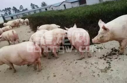 猪场猪群结构、占栏头数以及圈栏数的详细计算方法