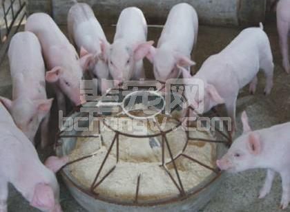 猪场饲料使用过程中存在的3大漏洞