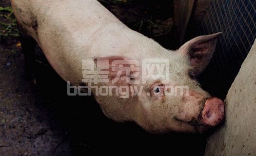 浅谈基层猪人工授精存在的一些问题