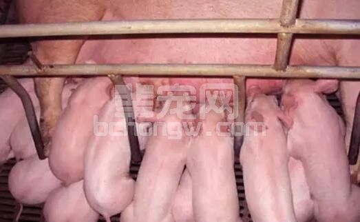 对于初生体内空白无抗体的猪来说，是否能吃上吃饱初乳对早期死亡率至为关键