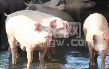 猪生物钟比人快，一星期只有5天