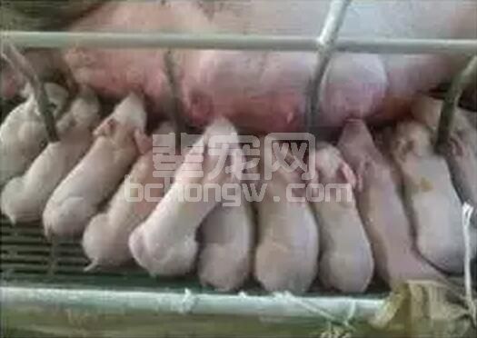 断奶时将母猪转走常常会发生什么？接下去发生了什么?