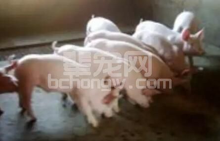 断奶仔猪，喂料需要重点观察哪三方面的事情？