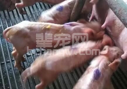 产房仔猪腹泻是困扰猪场的一大难题，特别是一周龄内仔猪...