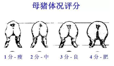 配种中期（30-75d）好多人轻视了（母猪技术篇）
