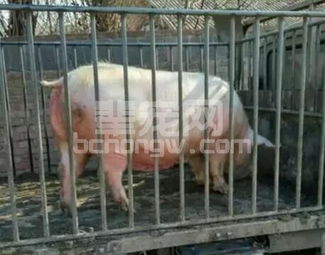 种猪群要有即定的母猪淘汰方法，看老外如何淘汰母猪?