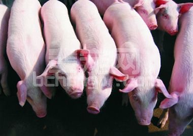 年薪百万的猪场场长，写给技术员、饲养员的信