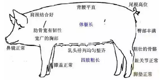 后备母猪是猪场生存的命根子，莫要忽视它！