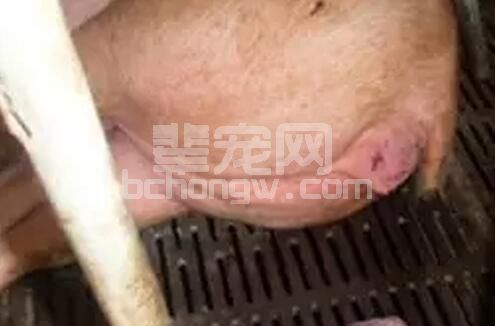 好详细！母猪产道损伤的中西医治疗方法
