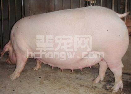 查情有规律！5招教你如何判断母猪发情