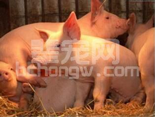 限制我国养猪业发展三大原因：疫苗、技术、 管理
